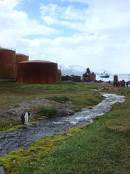 Grytviken012