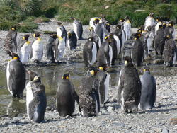Grytviken027