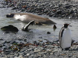 Grytviken028