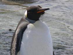 Grytviken031