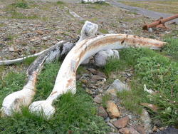 Grytviken060