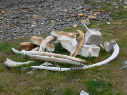 Grytviken067