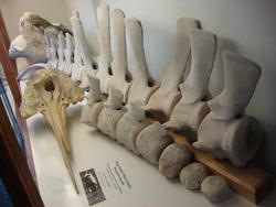 Museum008