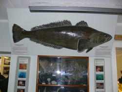 Museum036