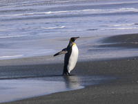 St_Andrews_Bay017