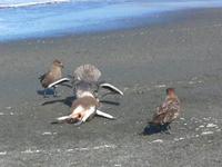 St_Andrews_Bay019
