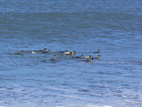 St_Andrews_Bay026
