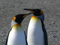 St_Andrews_Bay042