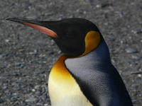 St_Andrews_Bay044