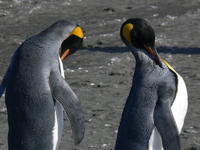 St_Andrews_Bay049