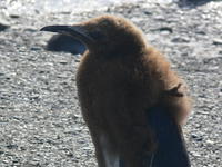 St_Andrews_Bay051
