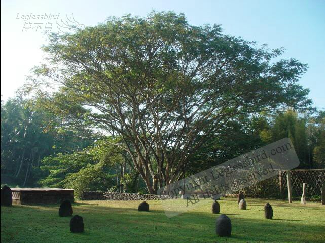 AlilaUbud23.jpg