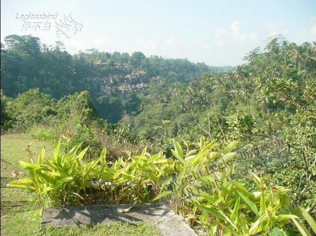 AlilaUbud36.jpg