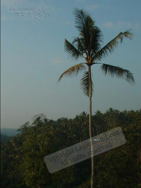 AlilaUbud41.jpg