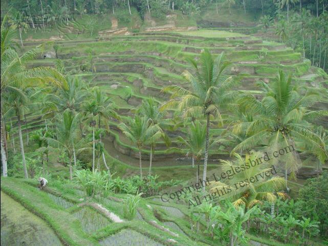 RiceField01.jpg
