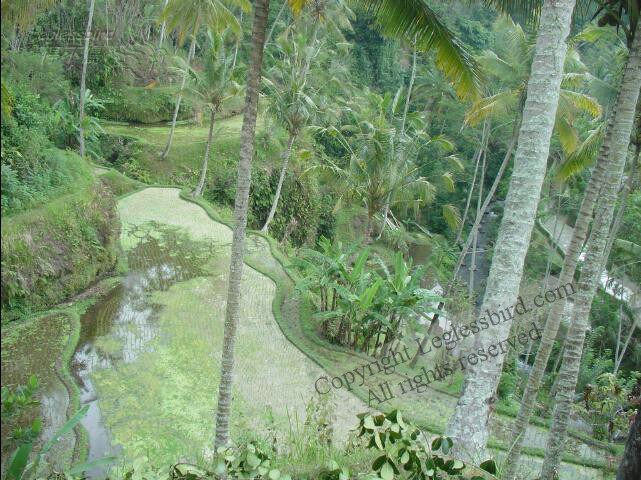 Sebatu-Tegallalang02.jpg