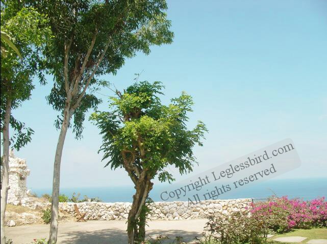 TirthaBali20.jpg
