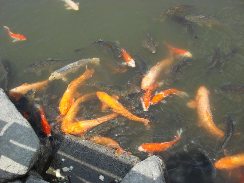 Dazaifu31
