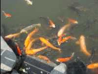 Dazaifu31