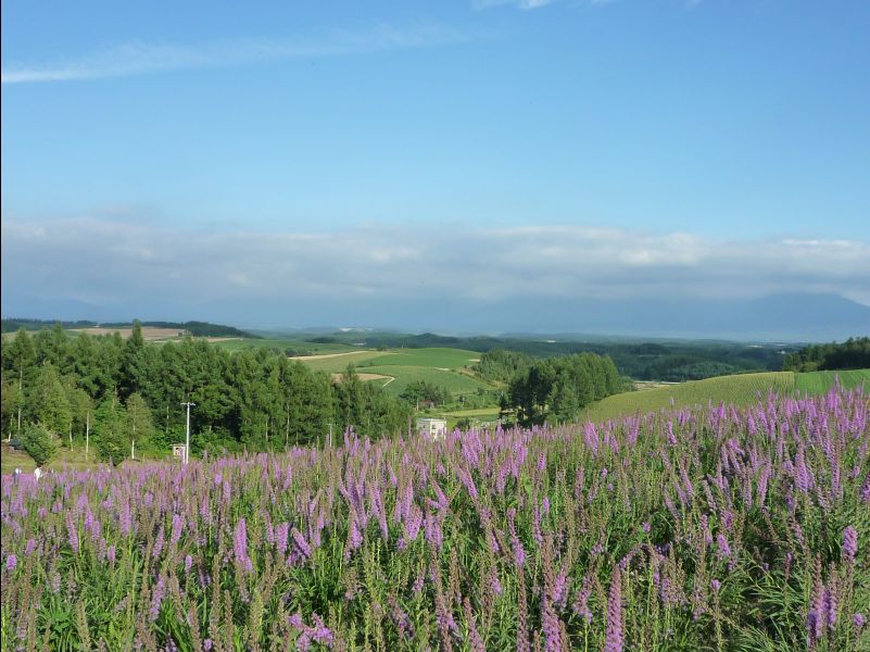 Biei038