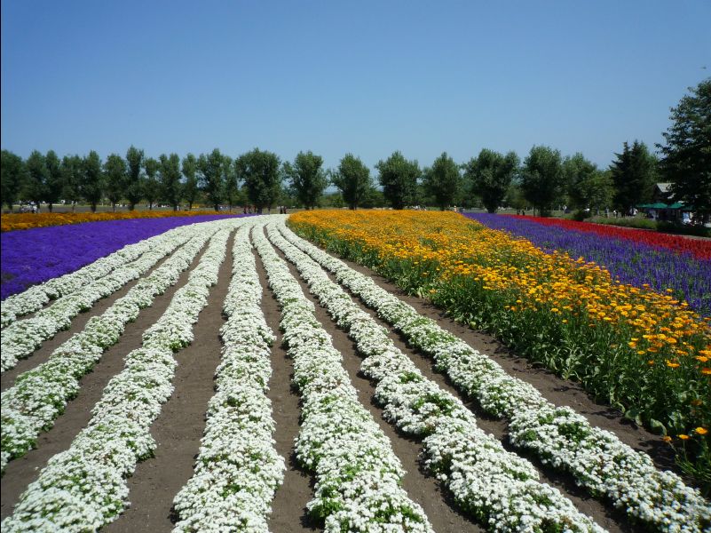 Farm_Tomita01
