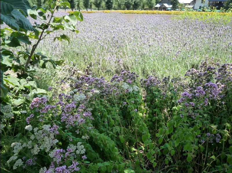 Farm_Tomita05