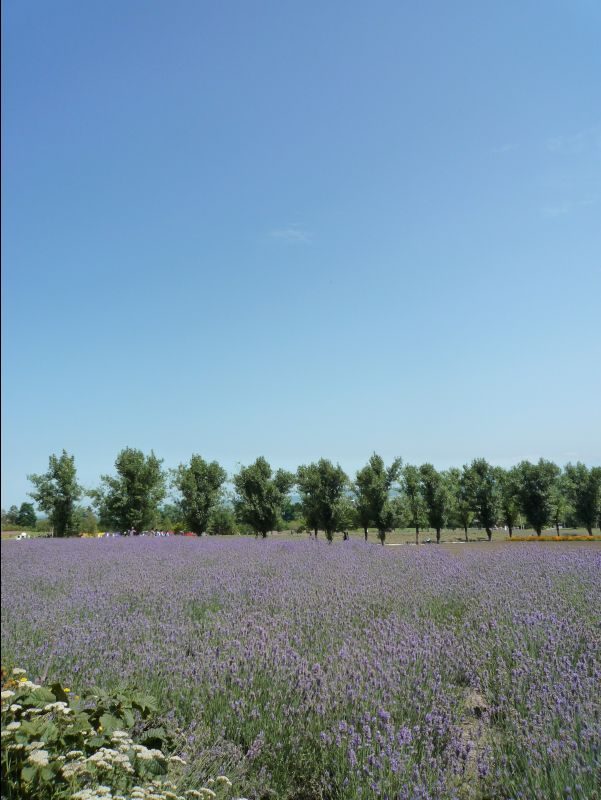 Farm_Tomita07