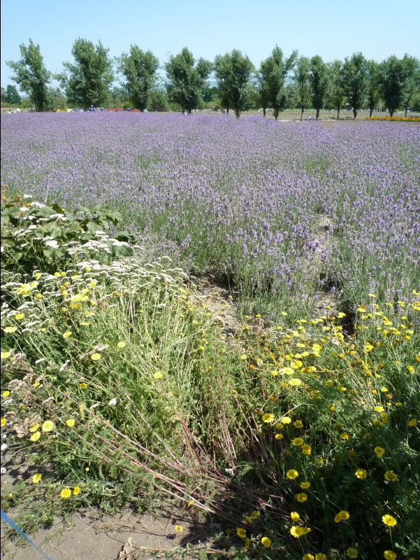 Farm_Tomita08