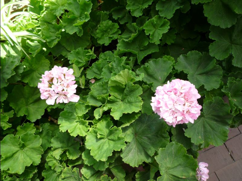 Farm_Tomita09