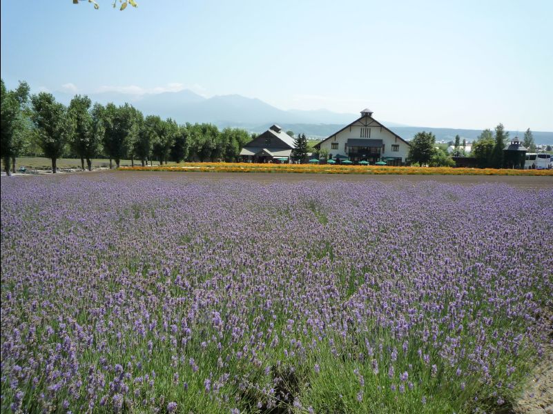 Farm_Tomita10