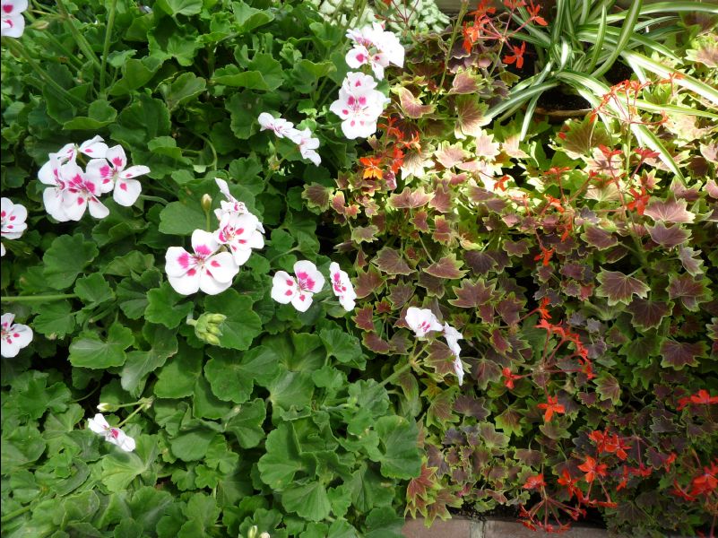 Farm_Tomita11