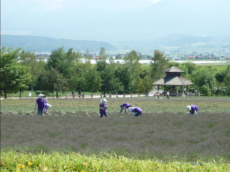 Farm_Tomita23