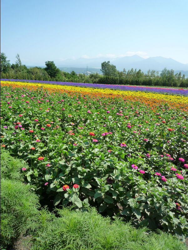 Farm_Tomita27