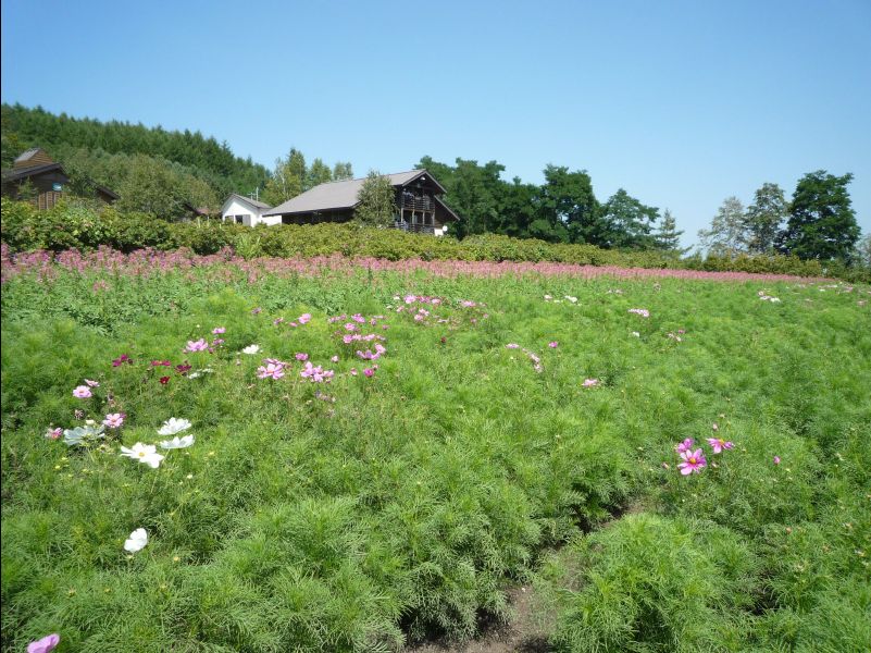 Farm_Tomita29