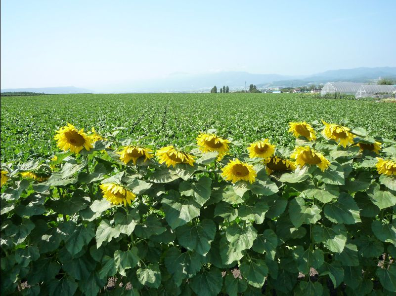 Furano07