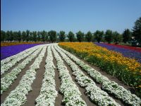 Farm_Tomita01