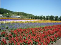 Farm_Tomita02