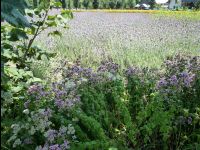 Farm_Tomita05