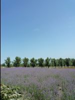 Farm_Tomita07