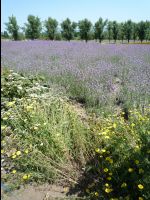 Farm_Tomita08