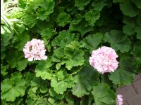 Farm_Tomita09