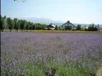 Farm_Tomita10