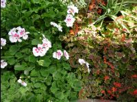Farm_Tomita11