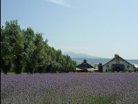 Farm_Tomita22