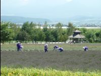 Farm_Tomita23
