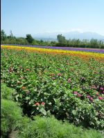 Farm_Tomita27