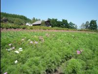 Farm_Tomita29