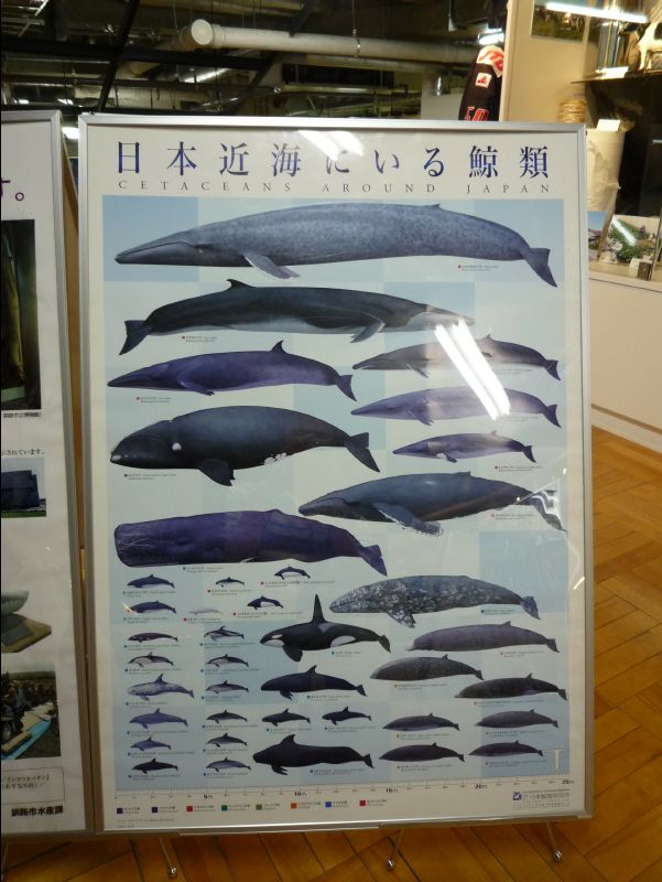 Kushiro40