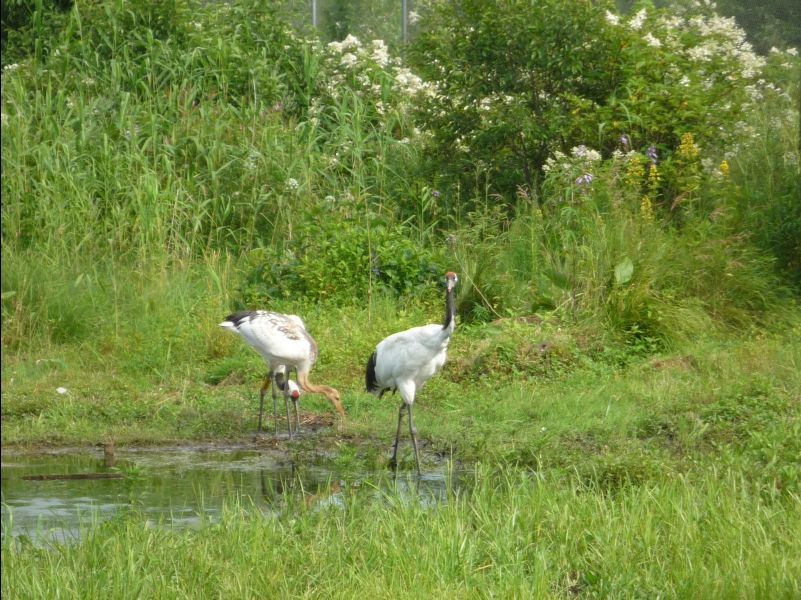 Red_Crowed_Crane07