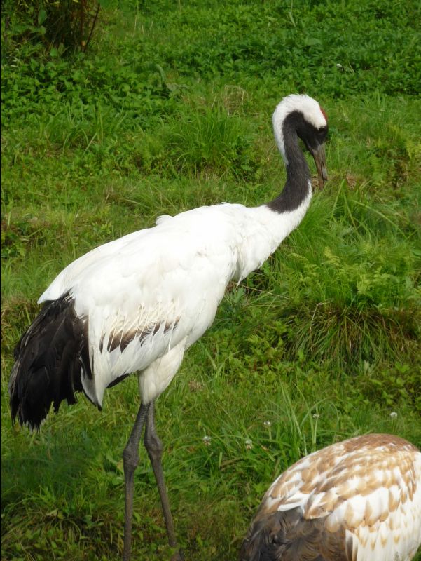 Red_Crowed_Crane15